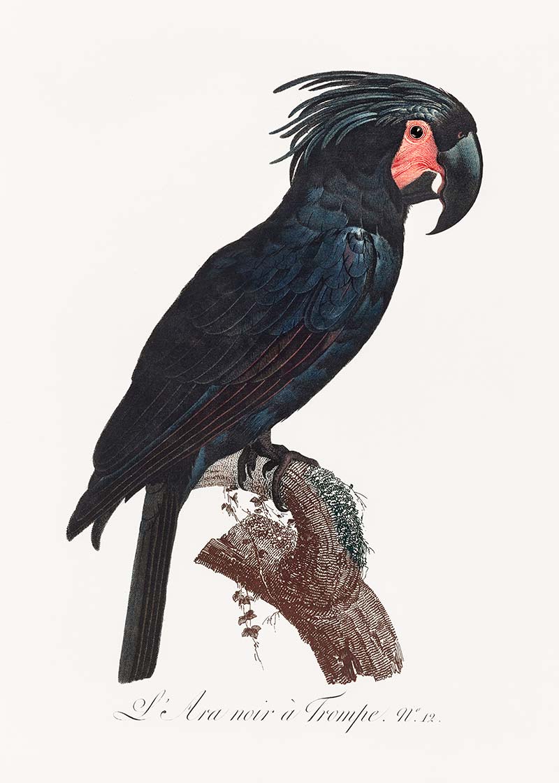 Bird Print in Vintage Frame - 3